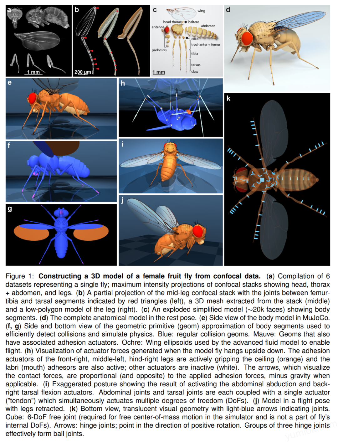 数字生命的探索：deepmind联手janelia打造逼真虚拟果蝇