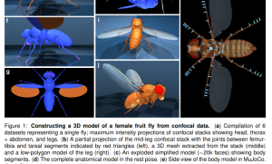 数字生命的探索：DeepMind联手Janelia打造逼真虚拟果蝇