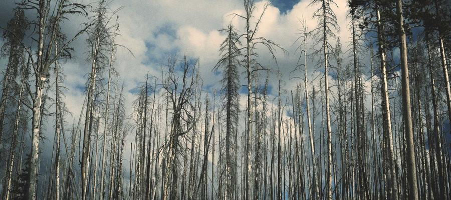 AI Agent 技术架构示意图