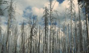 智谱发布 AutoClaw 集成 Pony-Alpha-2 模型，一键部署降低 AI 使用门槛