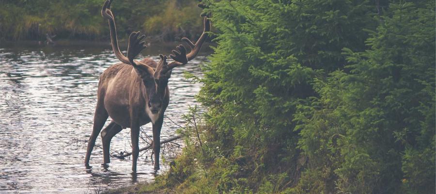 OpenClaw 排行榜数据可视化图表