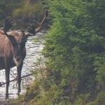 中国大模型包揽全球 OpenClaw 月榜前三：Step 3.5 Flash、Kimi K2.5、MiniMax M2.5 强势登顶