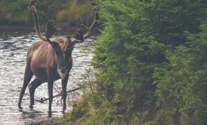 中国大模型包揽全球 OpenClaw 月榜前三：Step 3.5 Flash、Kimi K2.5、MiniMax M2.5 强势登顶