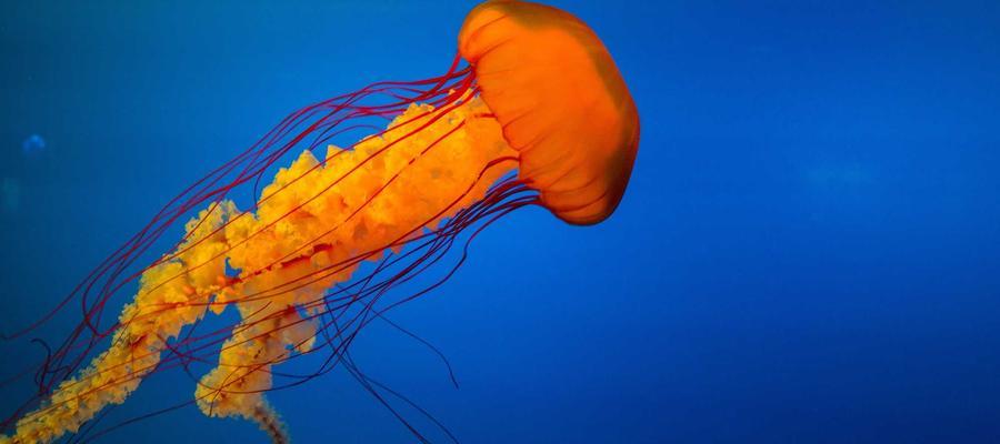 小米移动端 Agent 产品界面