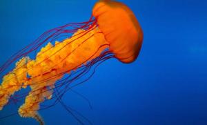 小米发布首款移动端 Agent 产品 Xiaomi miclaw：基于 MiMo 大模型，开启邀请制内测