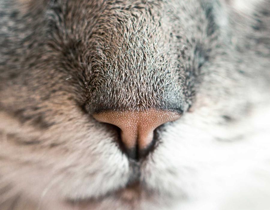 Grok4.20 办公应用场景