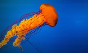 腾讯电脑龙虾管家重磅上线：QQ 飞书钉钉全能接入